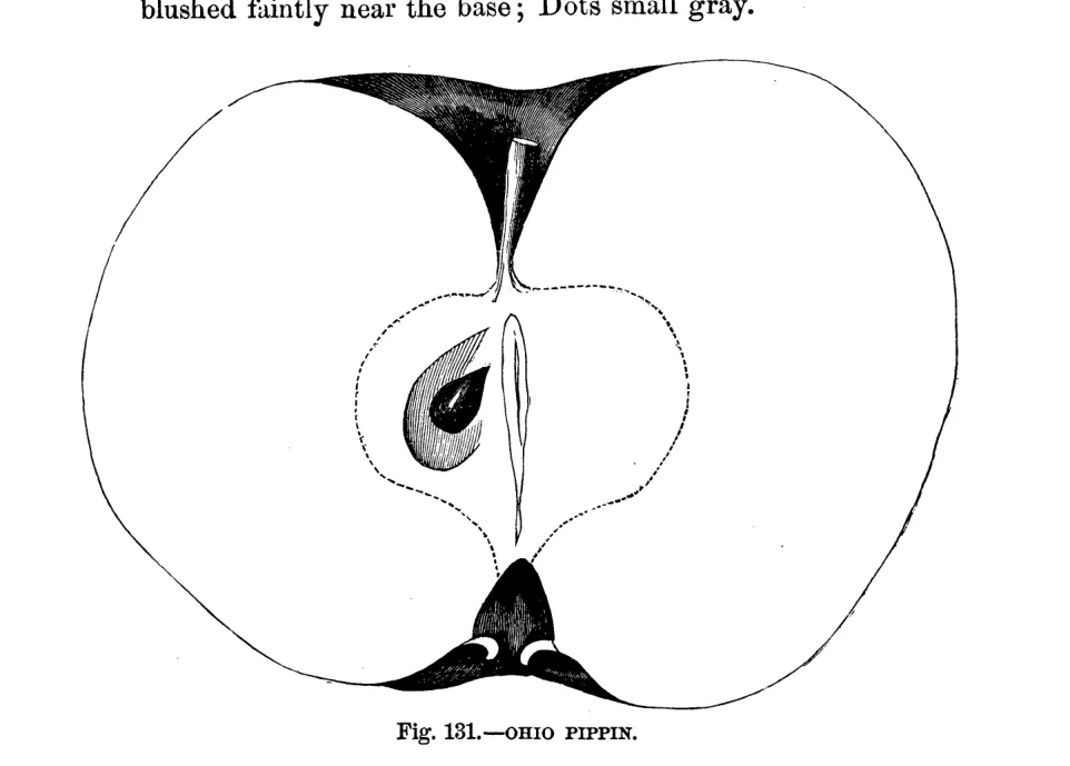 Illustration from Warder, American Pomology: Apples (1867)