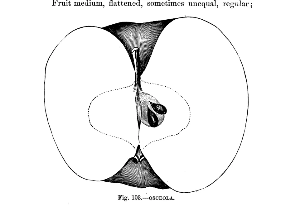 Illustration from Warder, American Pomology: Apples (1867)