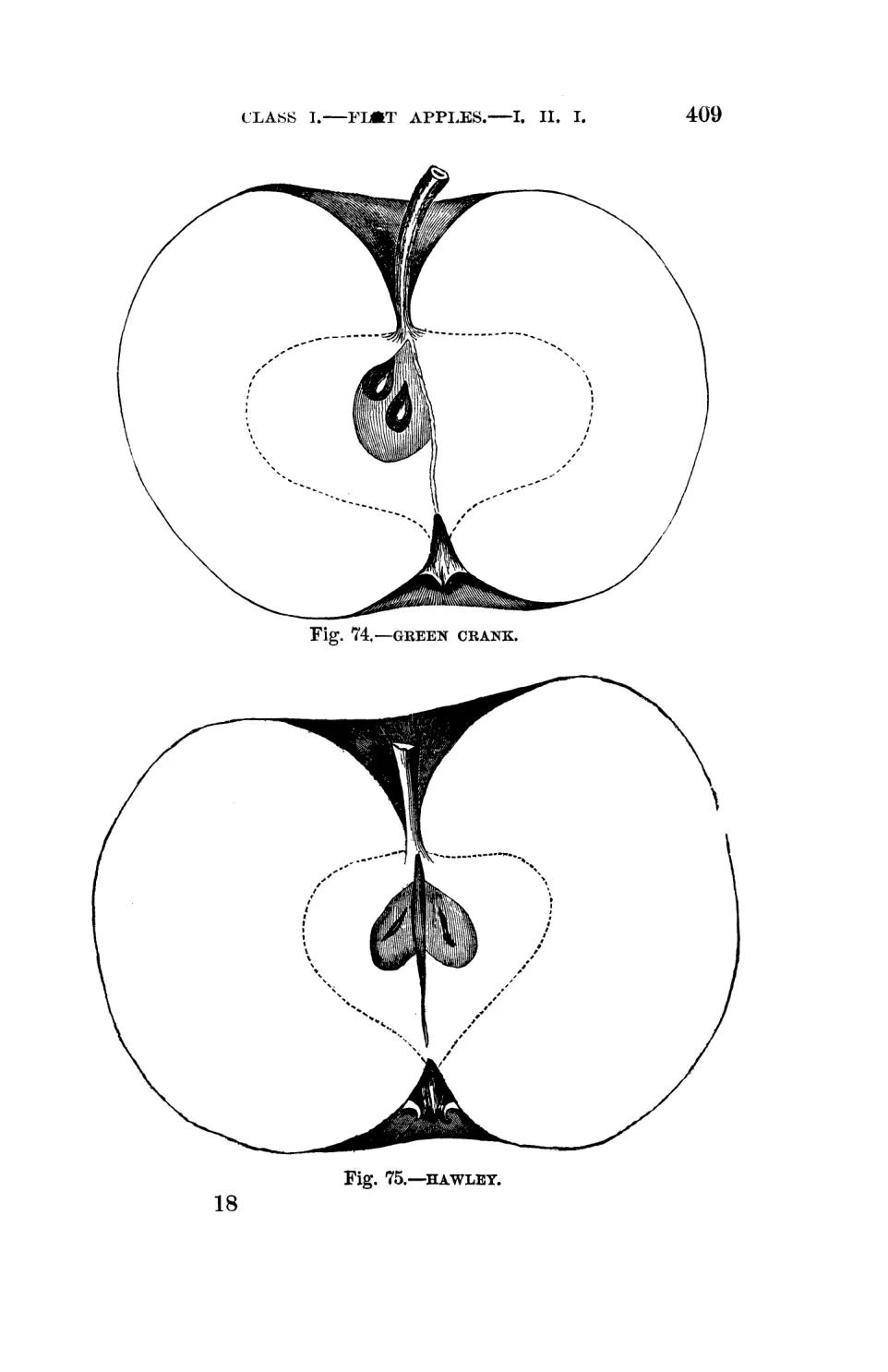 Illustration from Warder, American Pomology: Apples (1867)