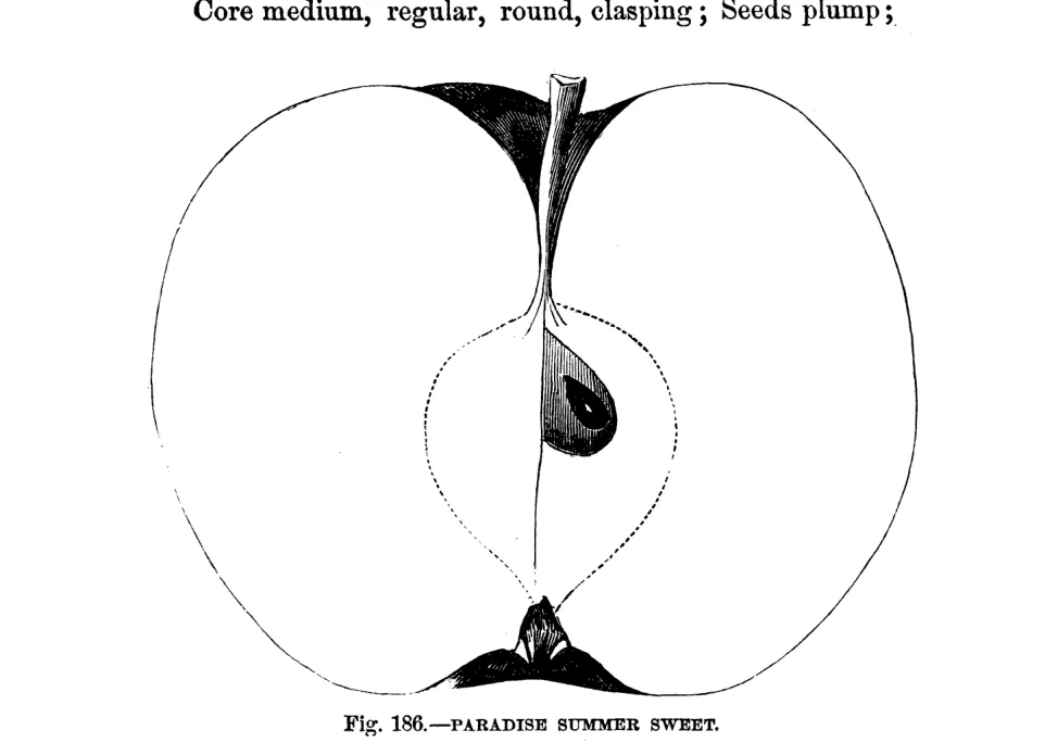 Illustration of Paradise Summer Sweet