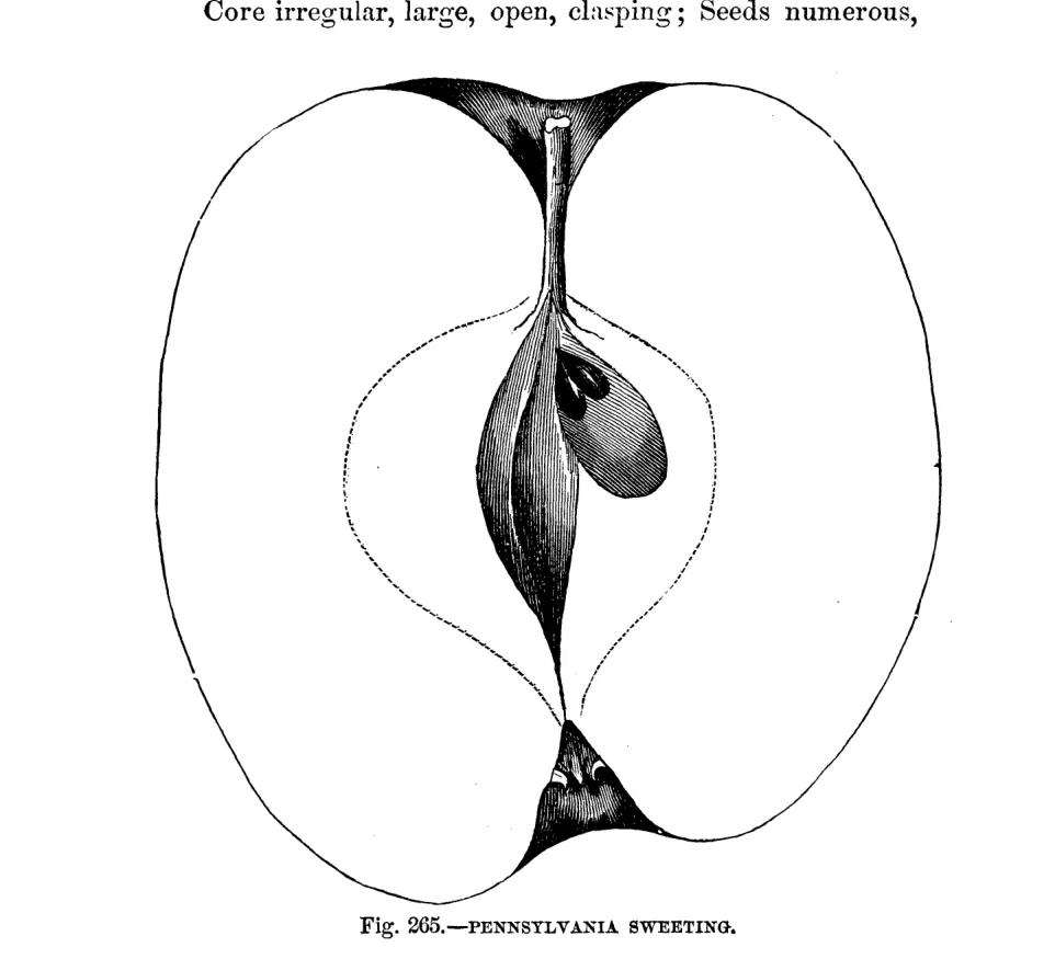 Illustration of Pennsylvania Sweet