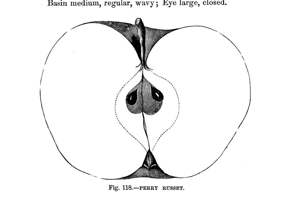 Illustration from Warder, American Pomology: Apples (1867)
