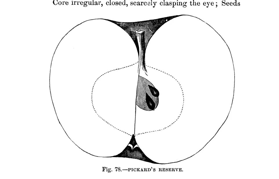 Illustration from Warder, American Pomology: Apples (1867)