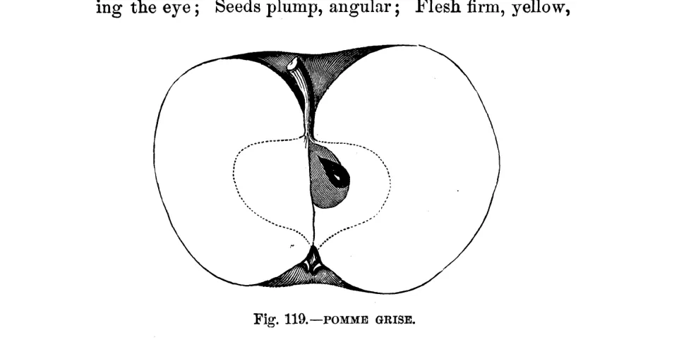 Illustration from Warder, American Pomology: Apples (1867)