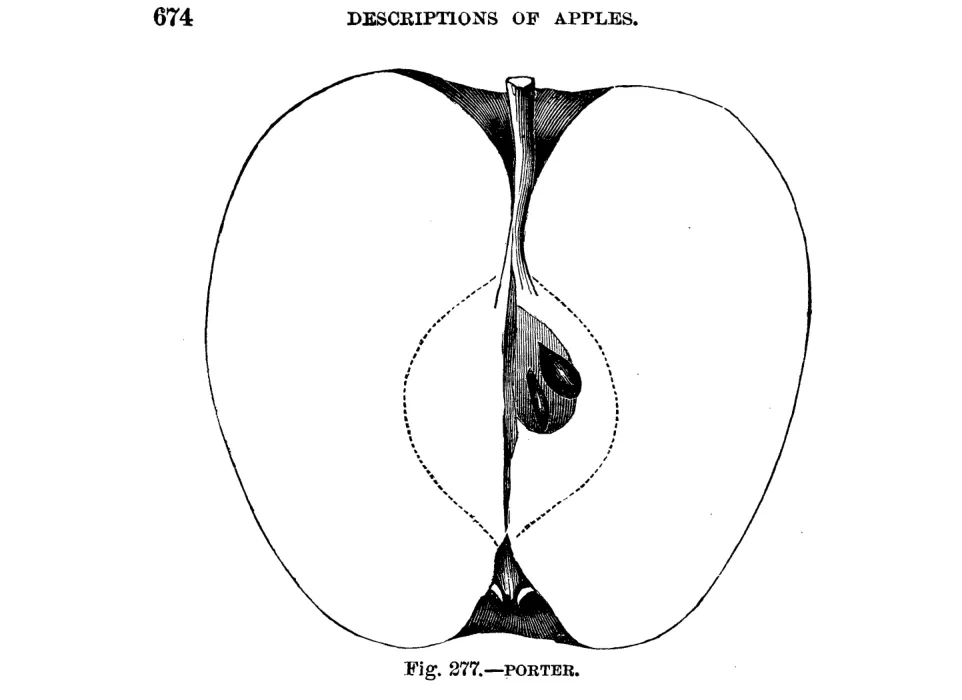 Illustration from Warder, American Pomology: Apples (1867)