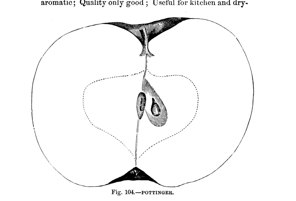 Illustration of Pottinger