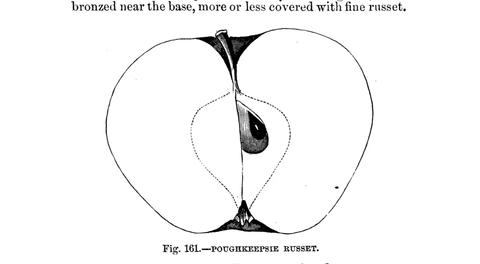 Illustration from Warder, American Pomology: Apples (1867)