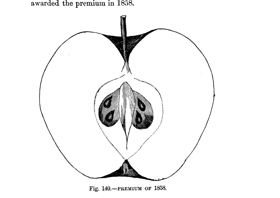 Illustration of Premium of 1858