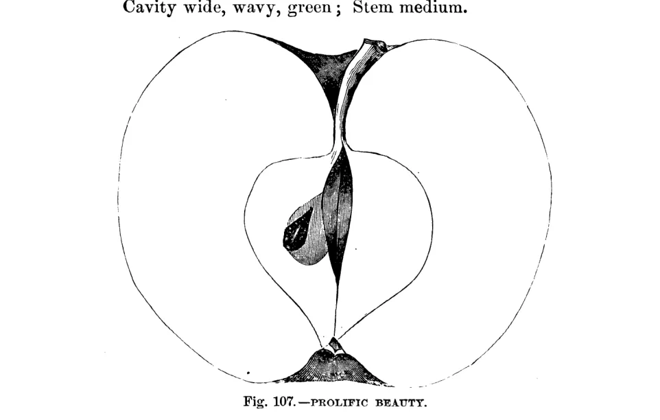 Illustration from Warder, American Pomology: Apples (1867)