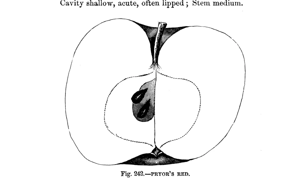 Illustration from Warder, American Pomology: Apples (1867)