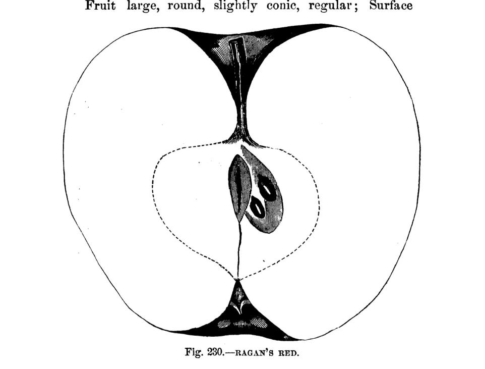 Illustration from Warder, American Pomology: Apples (1867)