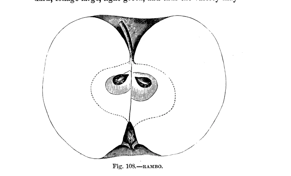 Illustration from Warder, American Pomology: Apples (1867)