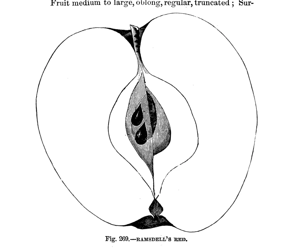 Illustration from Warder, American Pomology: Apples (1867)