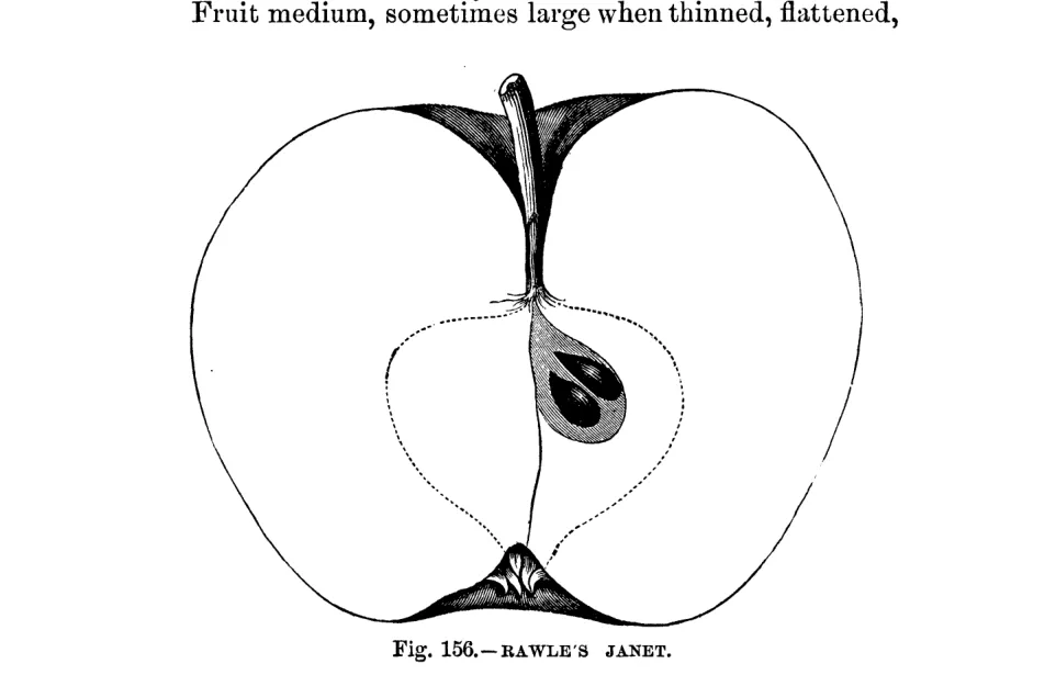 Illustration from Warder, American Pomology: Apples (1867)