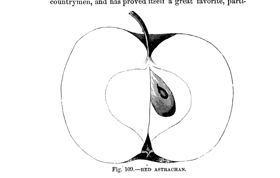 Illustration from Warder, American Pomology: Apples (1867)