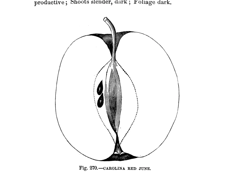Illustration of Red Harvest