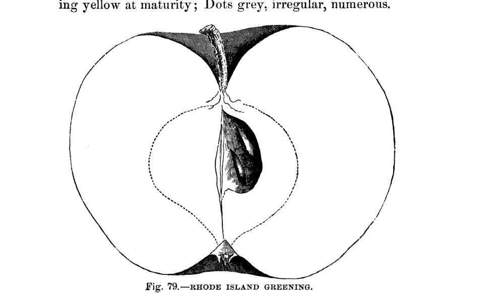 Illustration from Warder, American Pomology: Apples (1867)