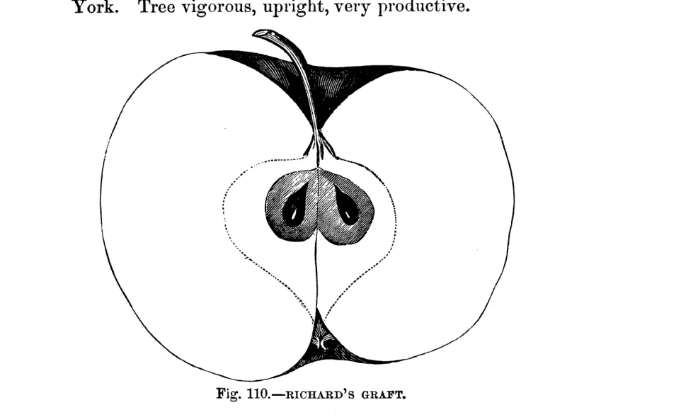 Illustration from Warder, American Pomology: Apples (1867)
