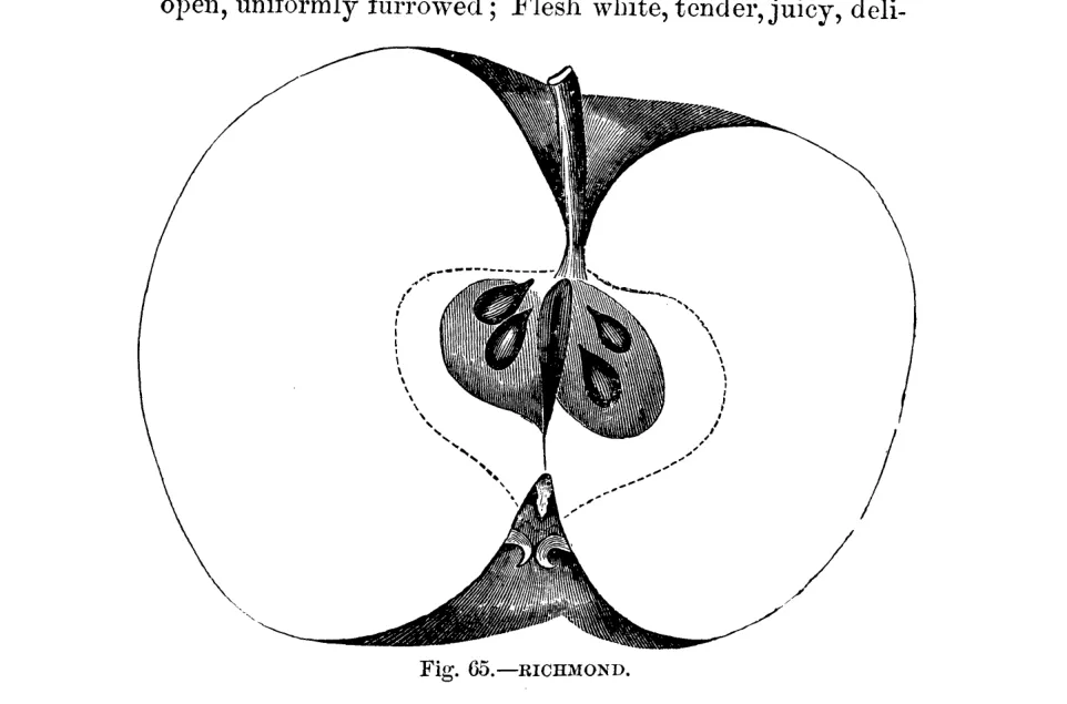 Illustration of Richmond