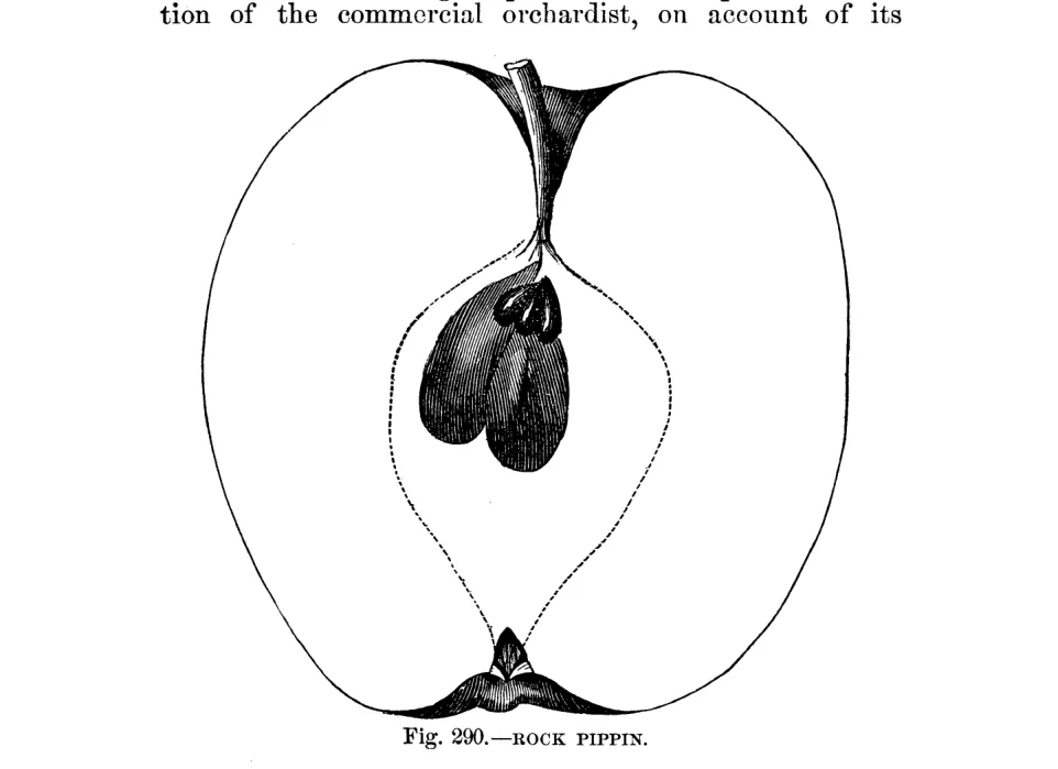 Illustration from Warder, American Pomology: Apples (1867)