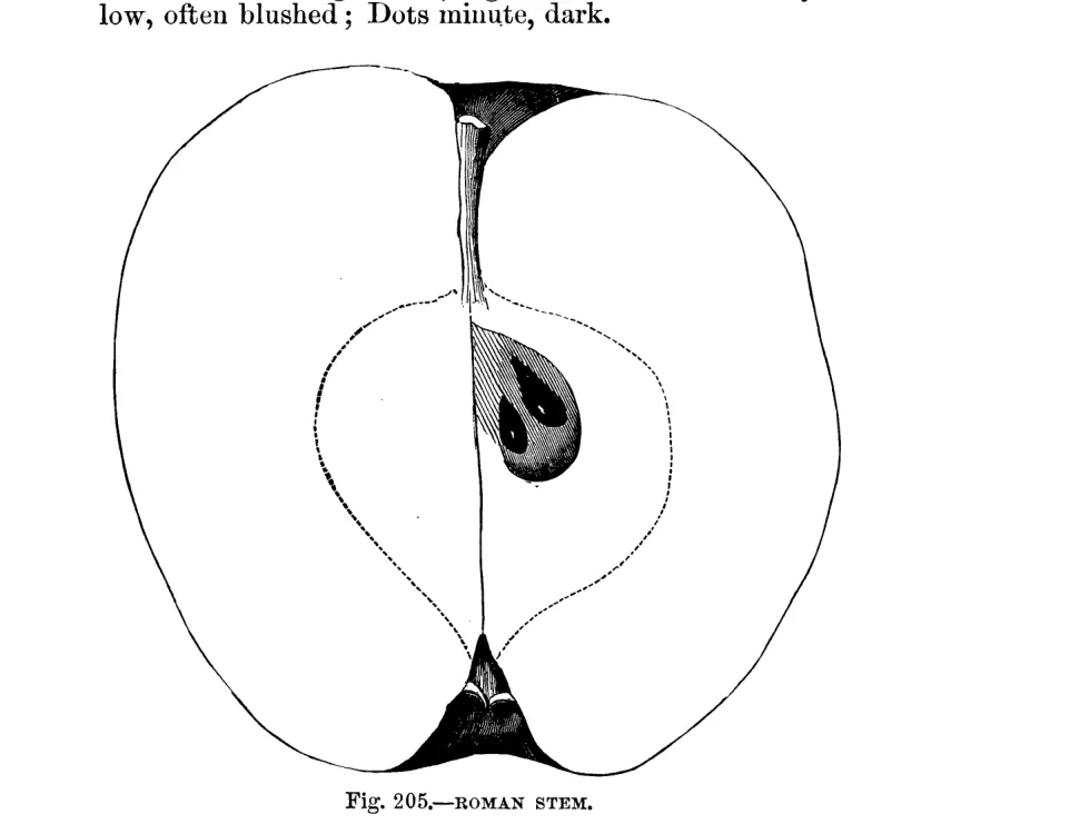 Illustration from Warder, American Pomology: Apples (1867)