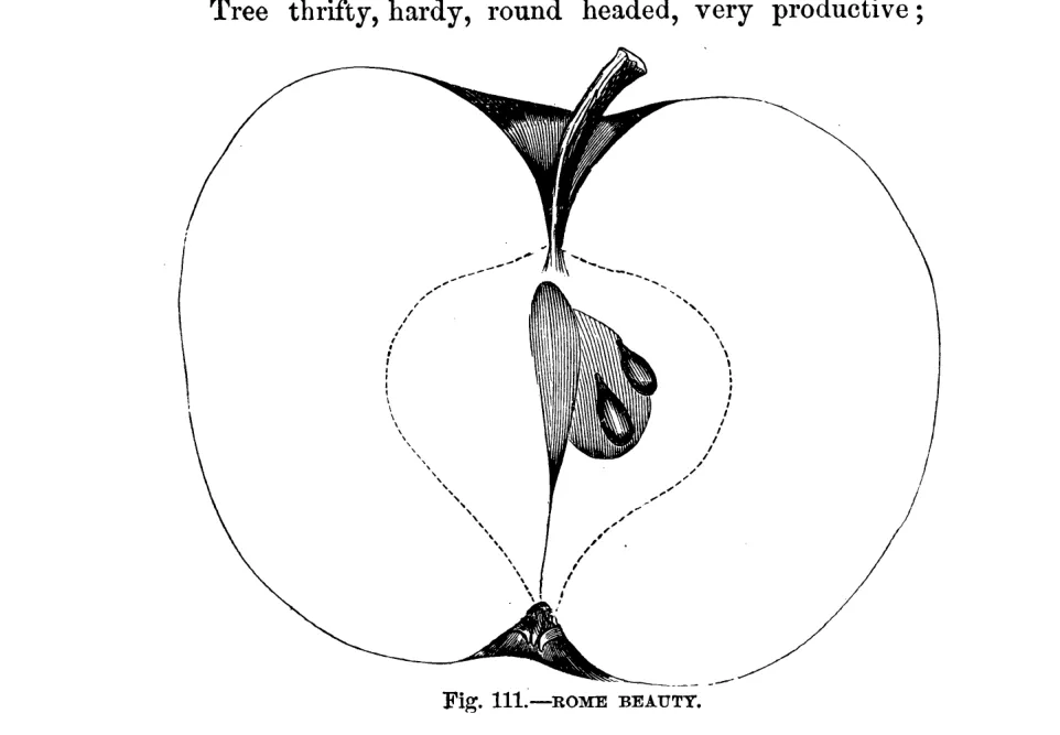 Illustration from Warder, American Pomology: Apples (1867)