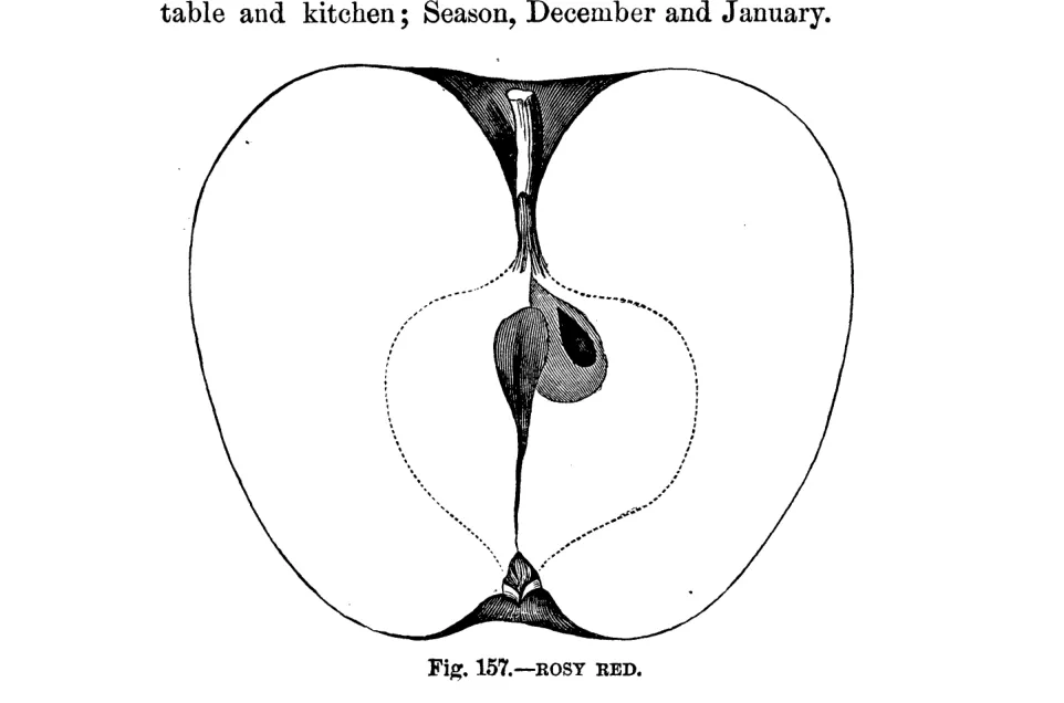 Illustration of Rosy Red