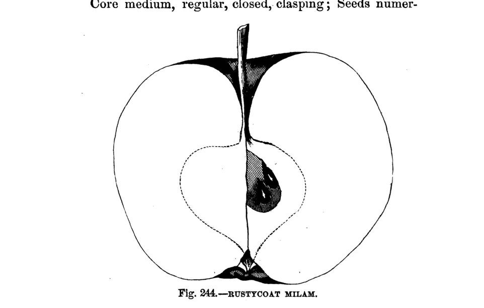 Illustration of Rustycoat Milam