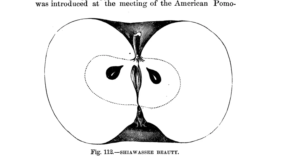 Illustration from Warder, American Pomology: Apples (1867)