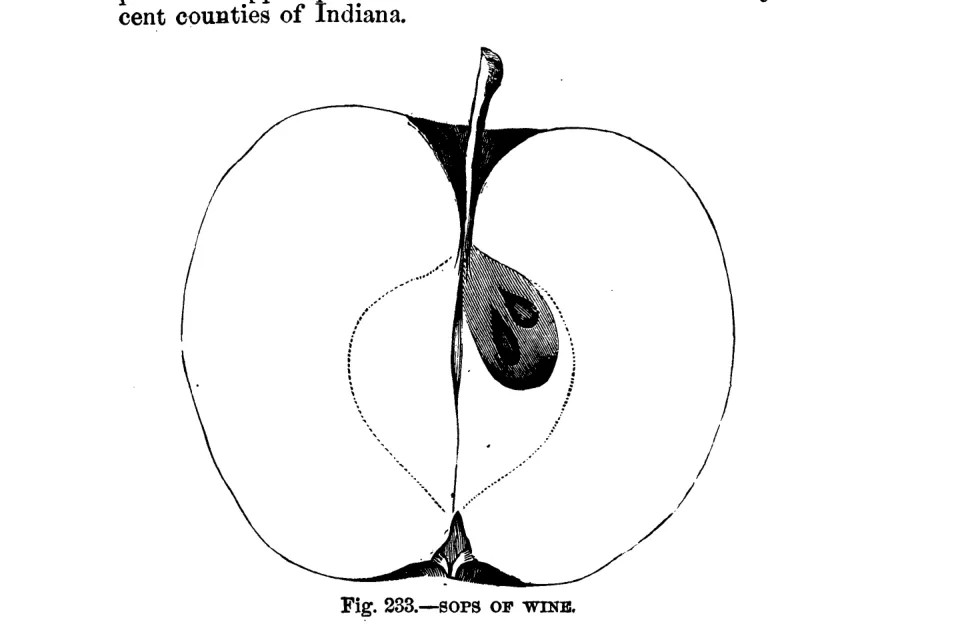 Illustration from Warder, American Pomology: Apples (1867)