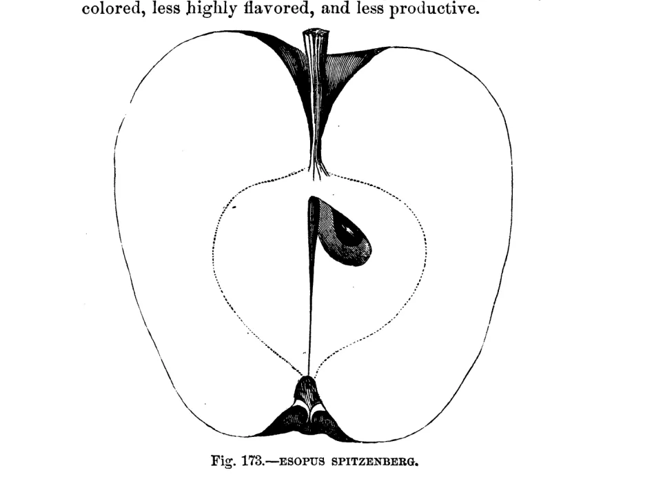 Illustration from Warder, American Pomology: Apples (1867)