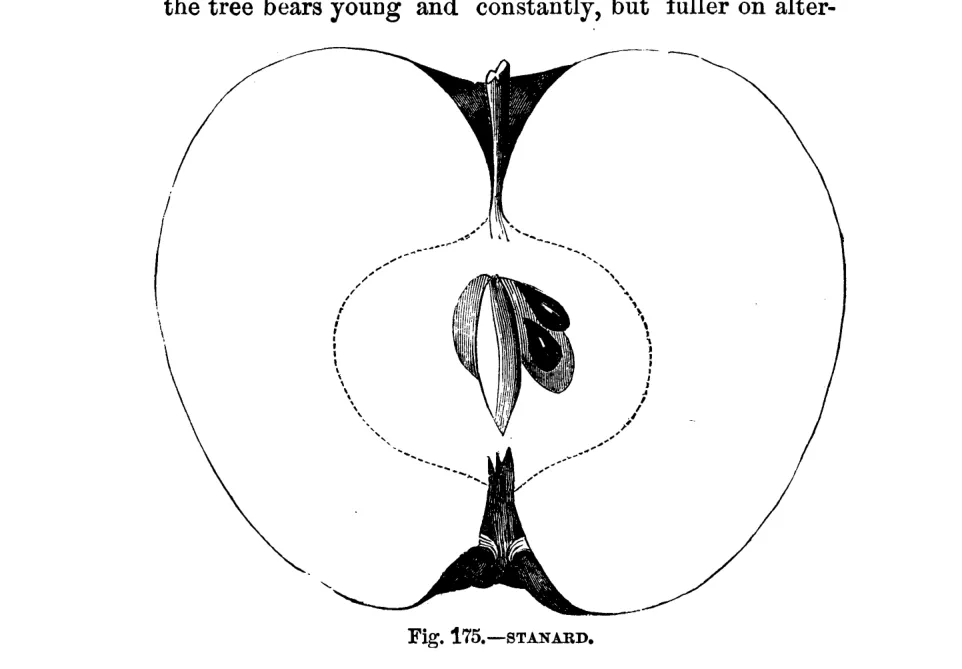 Illustration from Warder, American Pomology: Apples (1867)