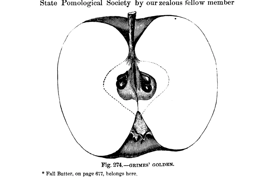 Illustration of Summer Broaden