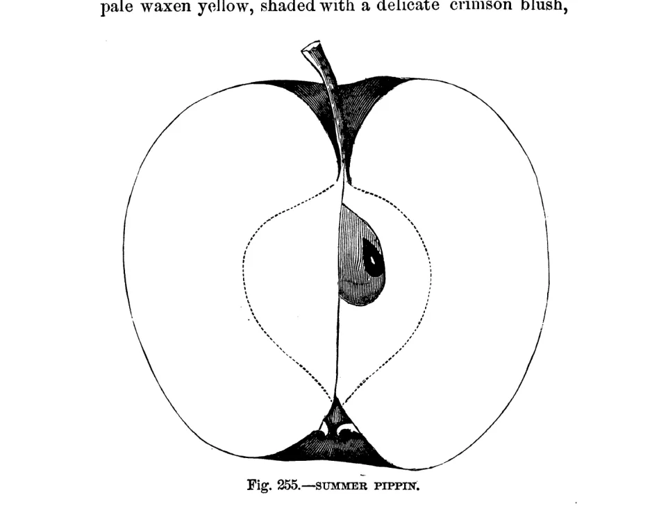 Illustration from Warder, American Pomology: Apples (1867)