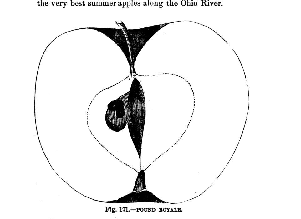 Illustration from Warder, American Pomology: Apples (1867)