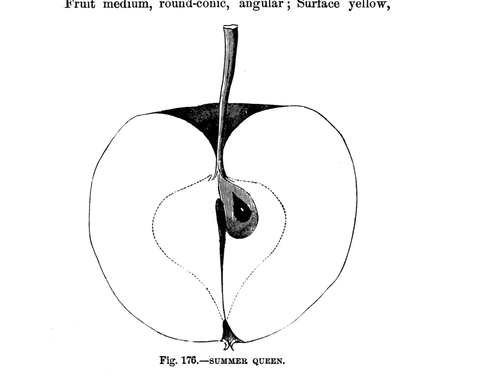 Illustration from Warder, American Pomology: Apples (1867)