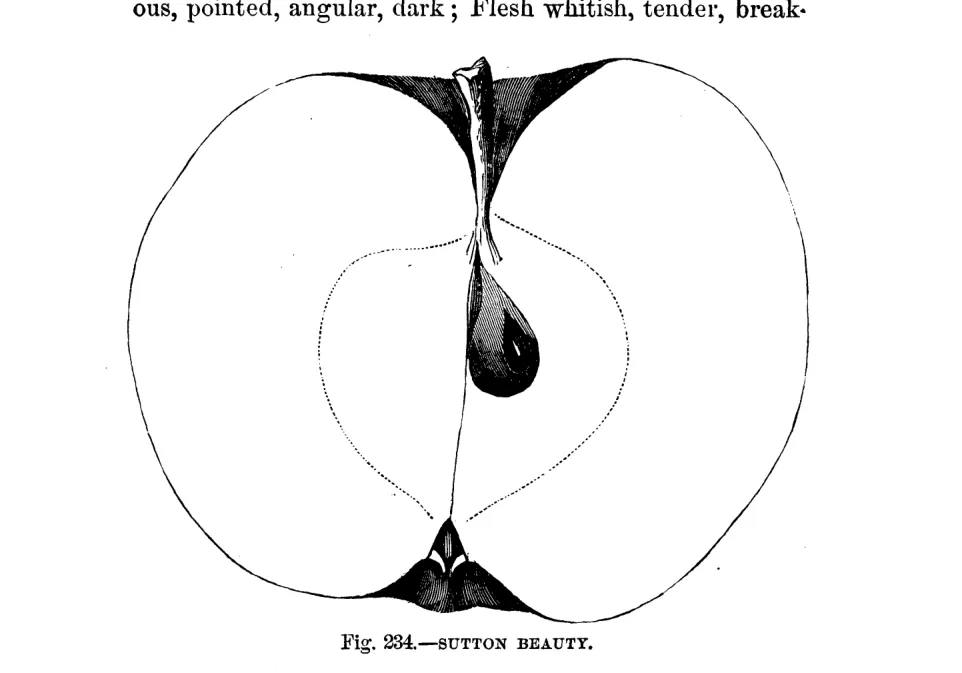 Illustration from Warder, American Pomology: Apples (1867)