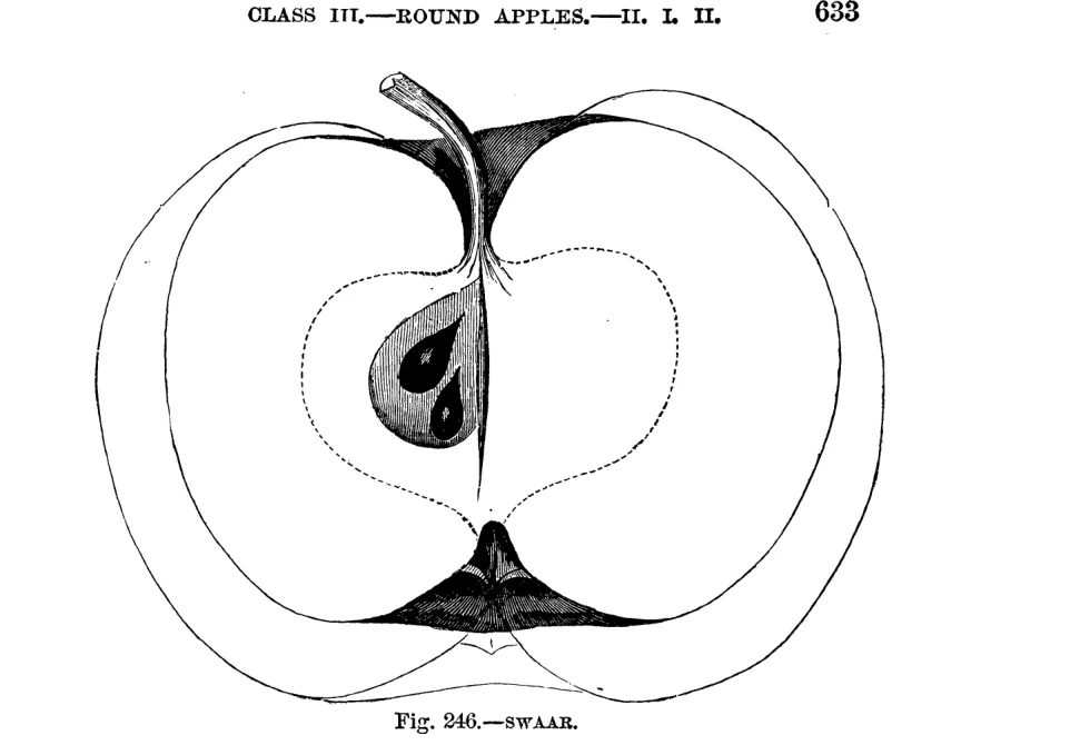 Illustration from Warder, American Pomology: Apples (1867)
