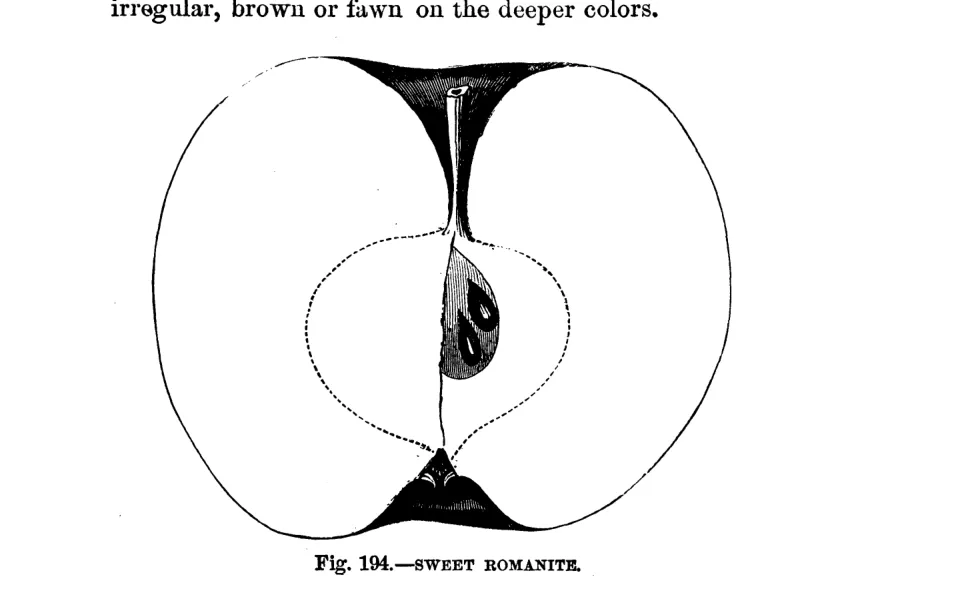 Illustration from Warder, American Pomology: Apples (1867)
