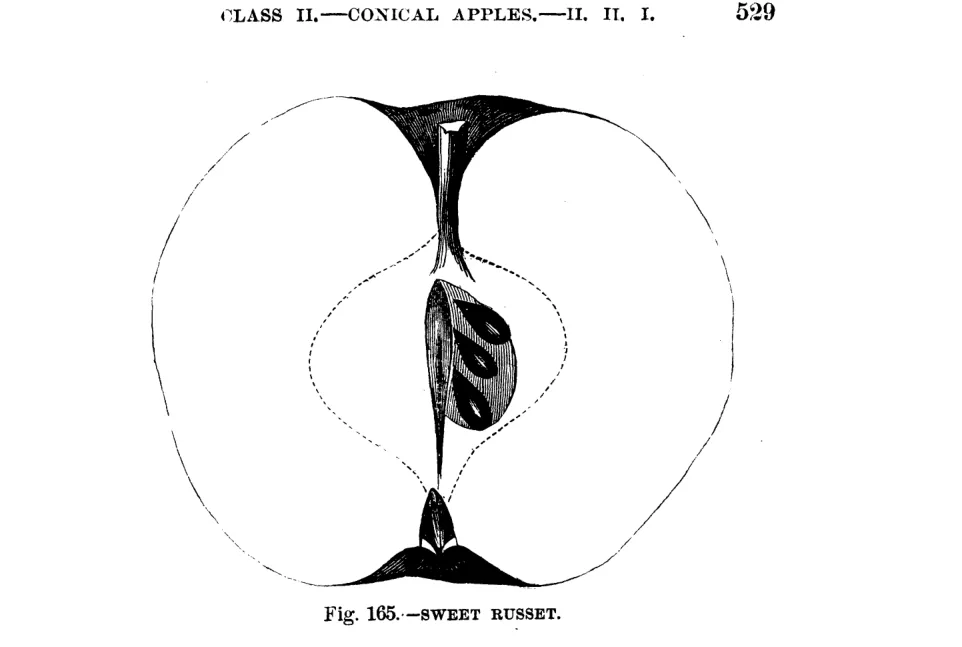Illustration from Warder, American Pomology: Apples (1867)