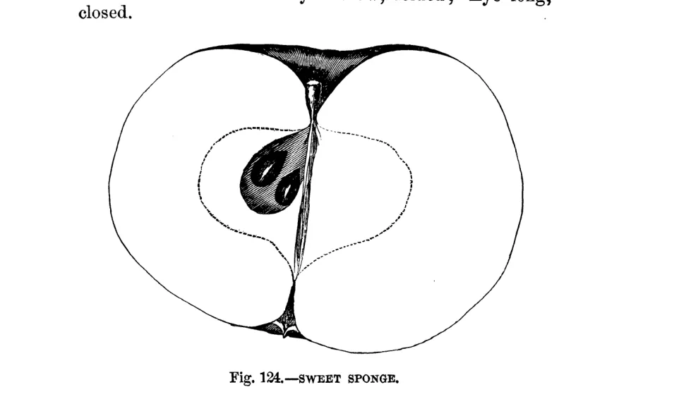 Illustration of Sweet Sponge