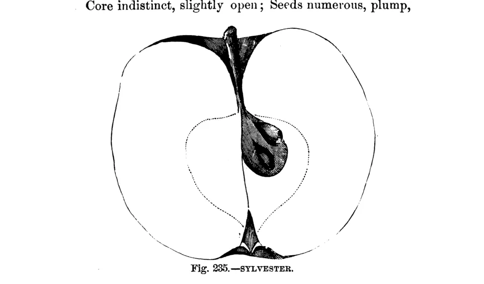 Illustration from Warder, American Pomology: Apples (1867)