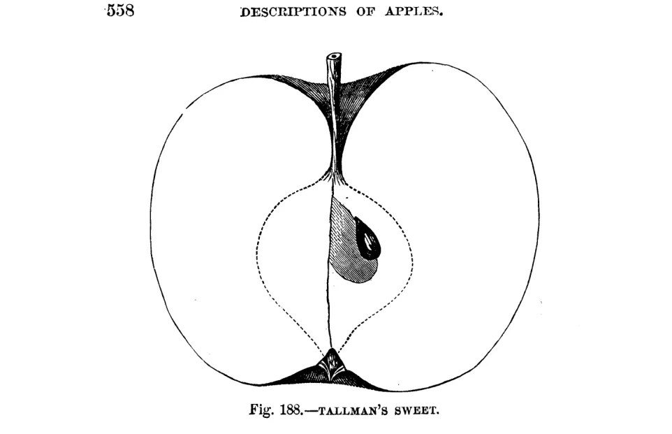 Illustration from Warder, American Pomology: Apples (1867)