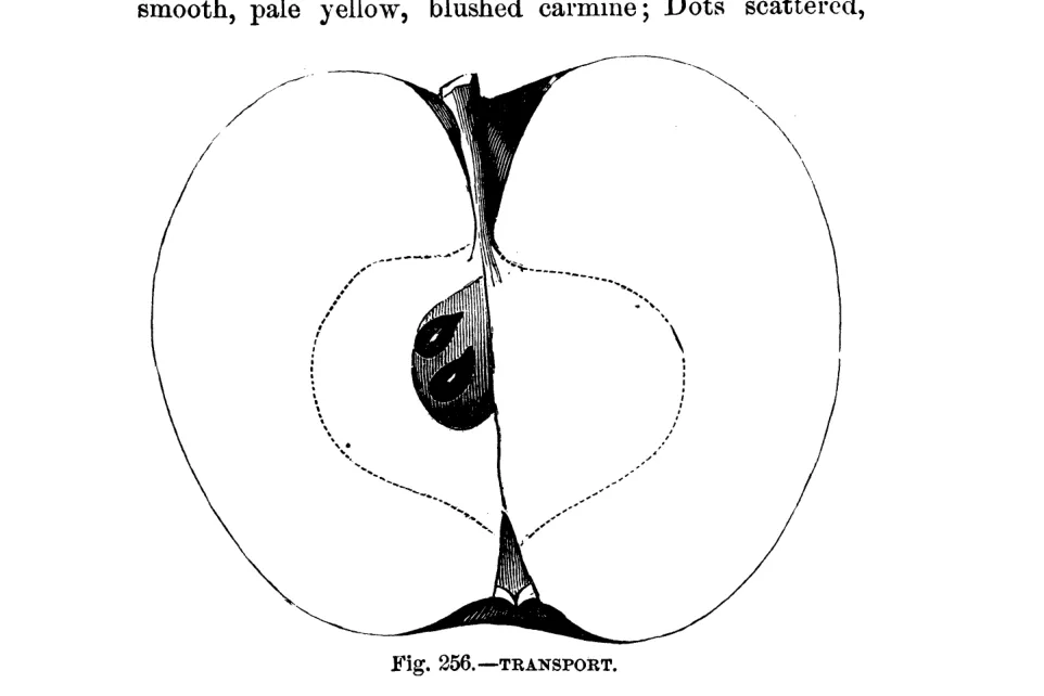 Illustration of Transport