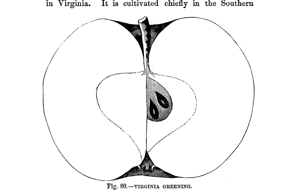 Illustration from Warder, American Pomology: Apples (1867)