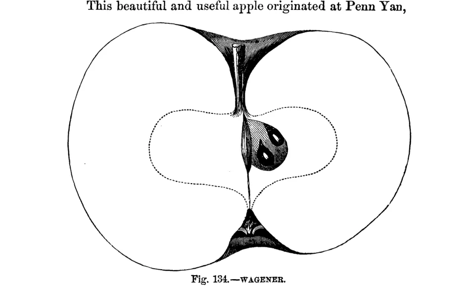 Illustration from Warder, American Pomology: Apples (1867)
