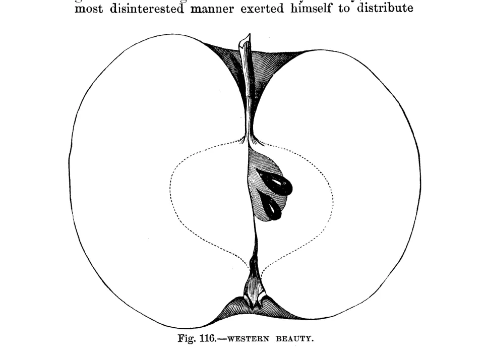 Illustration from Warder, American Pomology: Apples (1867)