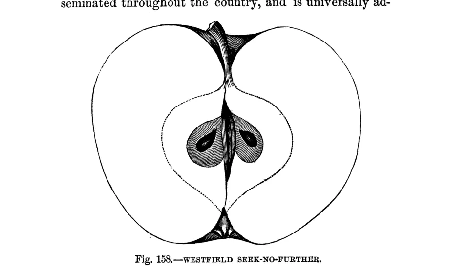 Illustration from Warder, American Pomology: Apples (1867)