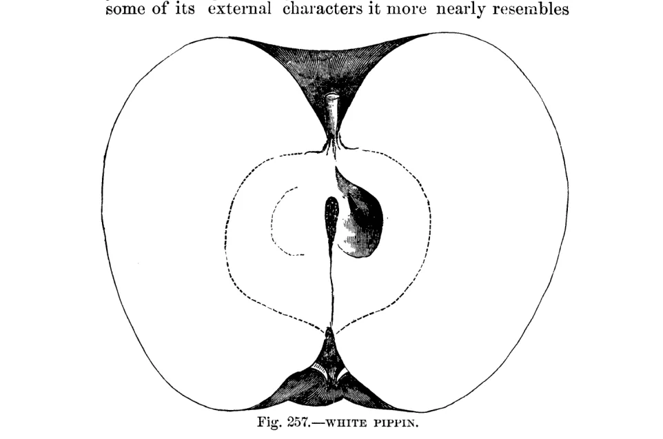 Illustration from Warder, American Pomology: Apples (1867)