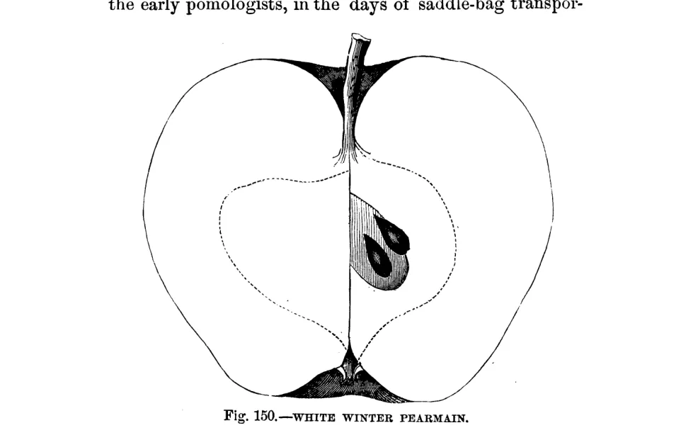 Illustration from Warder, American Pomology: Apples (1867)